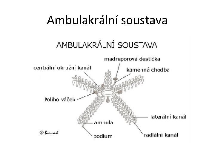 Ambulakrální soustava 