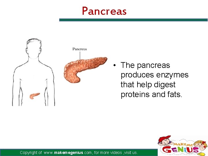 Pancreas • The pancreas produces enzymes that help digest proteins and fats. Copyright of