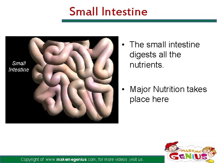 Small Intestine • The small intestine digests all the nutrients. • Major Nutrition takes