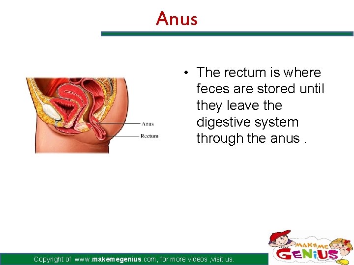 Anus • The rectum is where feces are stored until they leave the digestive