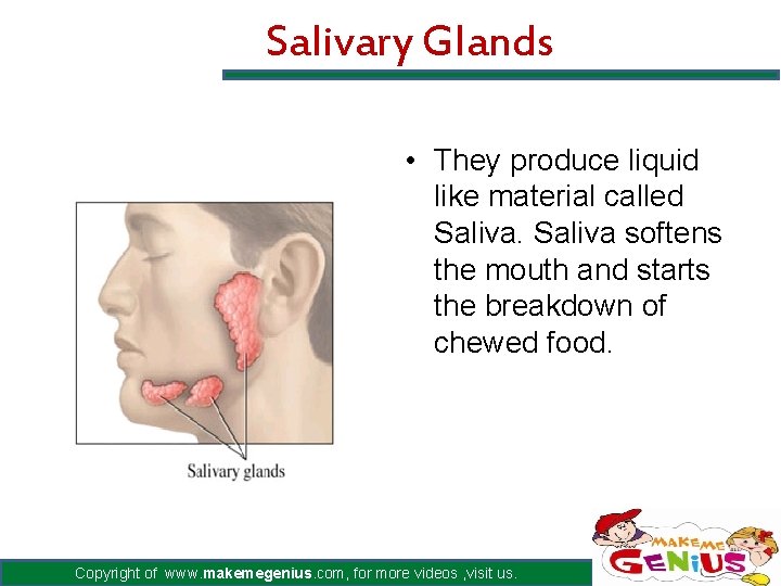Salivary Glands • They produce liquid like material called Saliva softens the mouth and