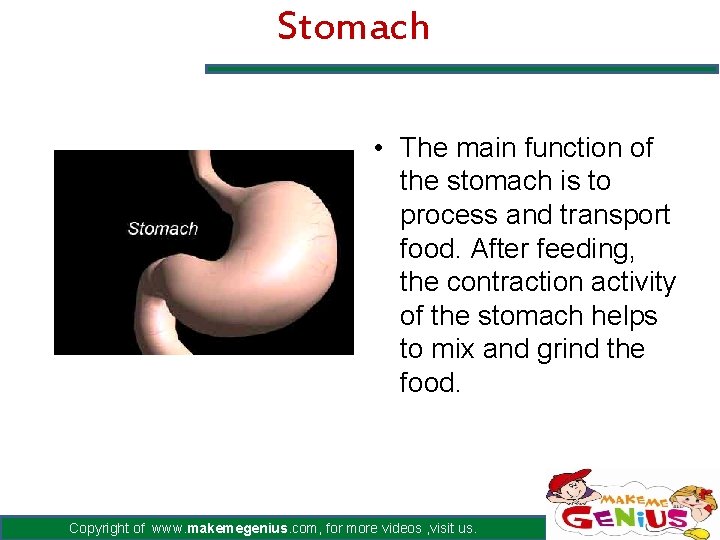 Stomach • The main function of the stomach is to process and transport food.