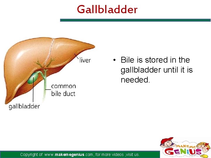 Gallbladder • Bile is stored in the gallbladder until it is needed. Copyright of