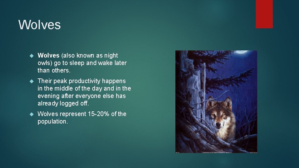 Wolves (also known as night owls) go to sleep and wake later than others.