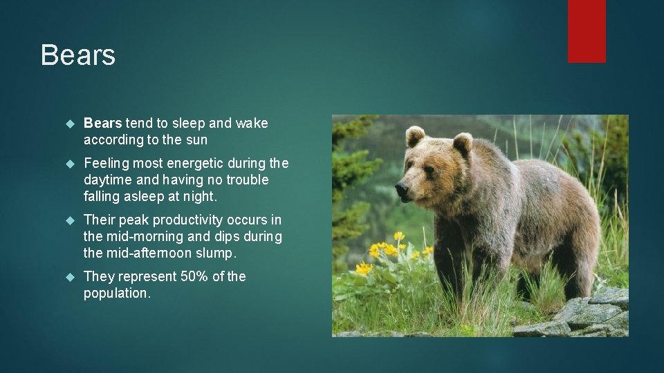 Bears tend to sleep and wake according to the sun Feeling most energetic during