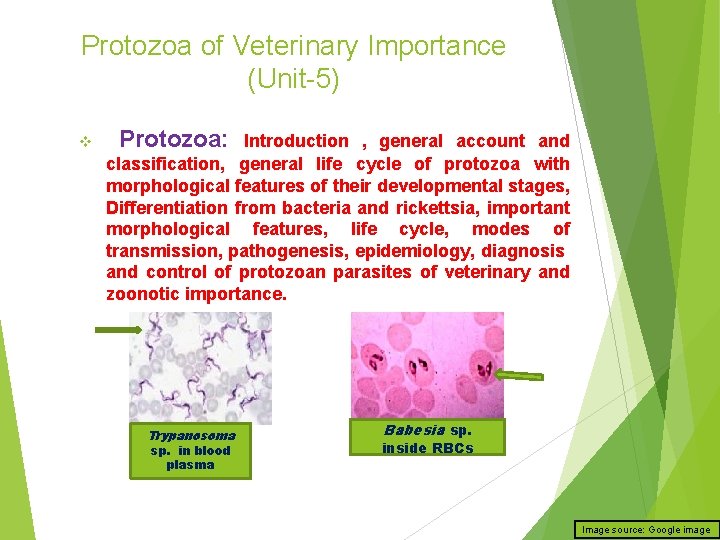 Protozoa of Veterinary Importance (Unit-5) v Protozoa: Introduction , general account and classification, general