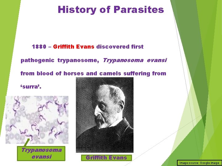 History of Parasites 1880 – Griffith Evans discovered first pathogenic trypanosome, Trypanosoma evansi from