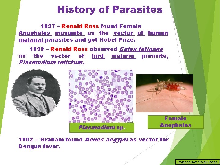 History of Parasites 1897 – Ronald Ross found Female Anopheles mosquito as the vector