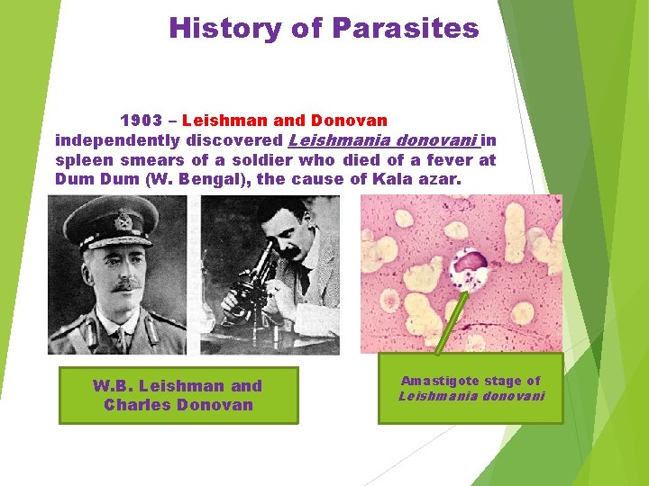 History of Parasites 1903 – Leishman and Donovan independently discovered Leishmania donovani in spleen