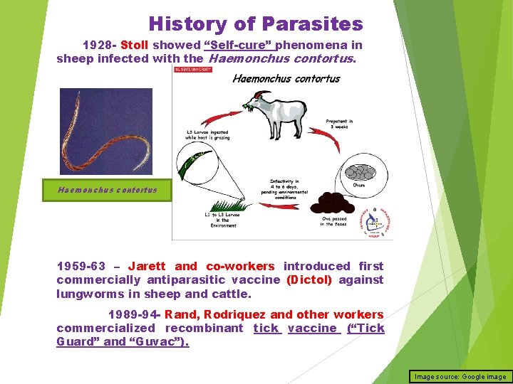 History of Parasites 1928 - Stoll showed “Self-cure” phenomena in sheep infected with the