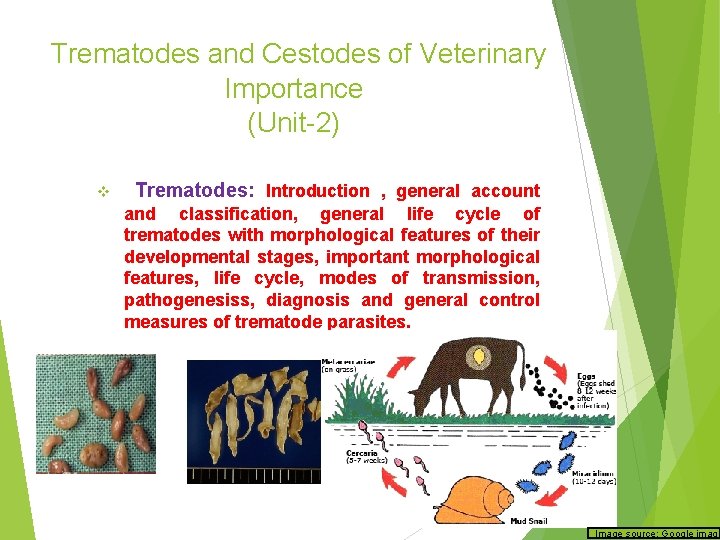 Trematodes and Cestodes of Veterinary Importance (Unit-2) v Trematodes: Introduction , general account and