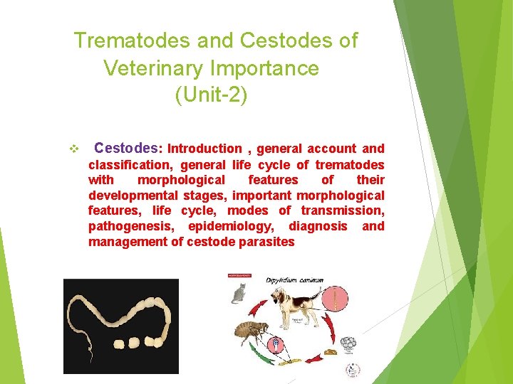 Trematodes and Cestodes of Veterinary Importance (Unit-2) v Cestodes: Introduction , general account and