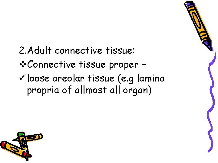2. Adult connective tissue: v. Connective tissue proper – ü loose areolar tissue (e.