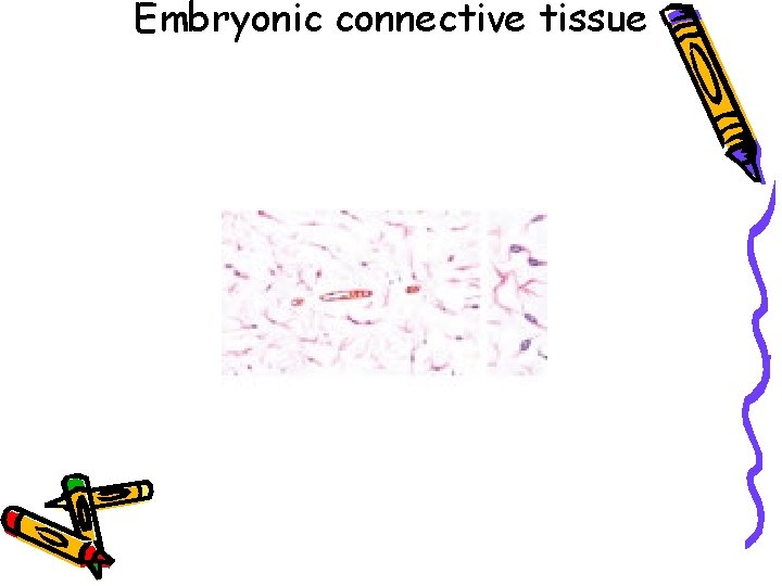 Embryonic connective tissue 