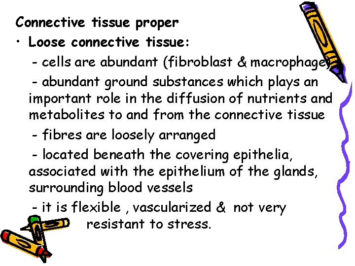 Connective tissue proper • Loose connective tissue: - cells are abundant (fibroblast & macrophage)