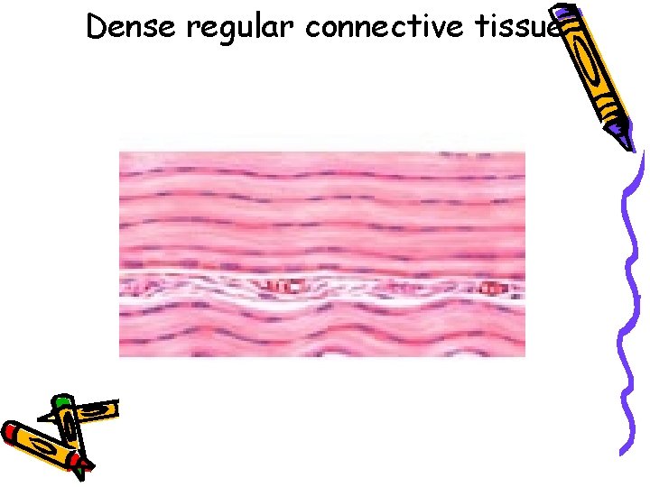 Dense regular connective tissue 