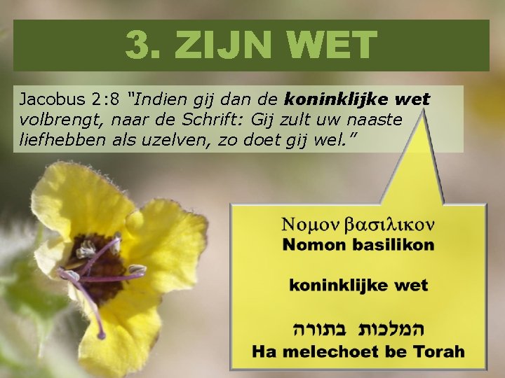 3. ZIJN WET Jacobus 2: 8 “Indien gij dan de koninklijke wet volbrengt, naar