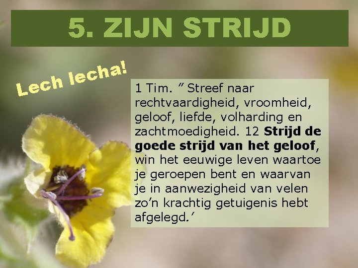 5. ZIJN STRIJD h c e L ! a h lec 1 Tim. ”