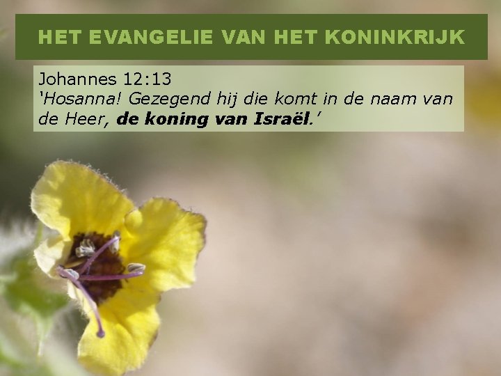 HET EVANGELIE VAN HET KONINKRIJK Johannes 12: 13 ‘Hosanna! Gezegend hij die komt in