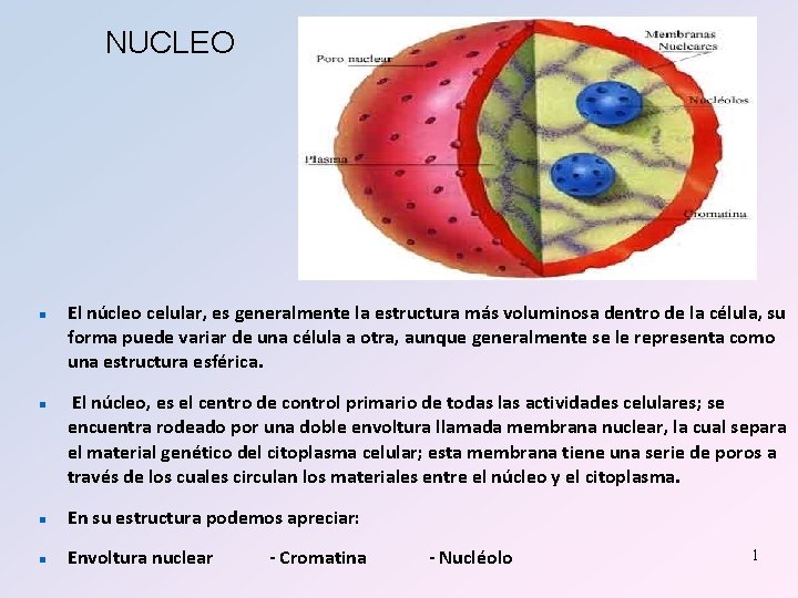 NUCLEO n n El núcleo celular, es generalmente la estructura más voluminosa dentro de