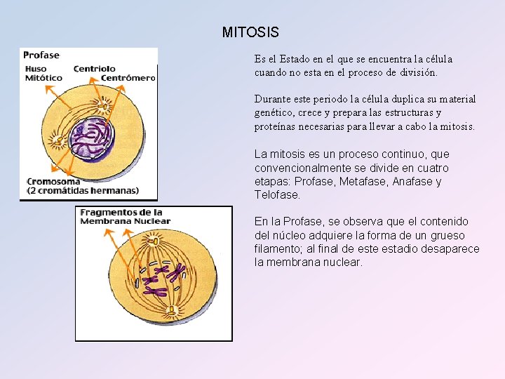 MITOSIS Es el Estado en el que se encuentra la célula cuando no esta