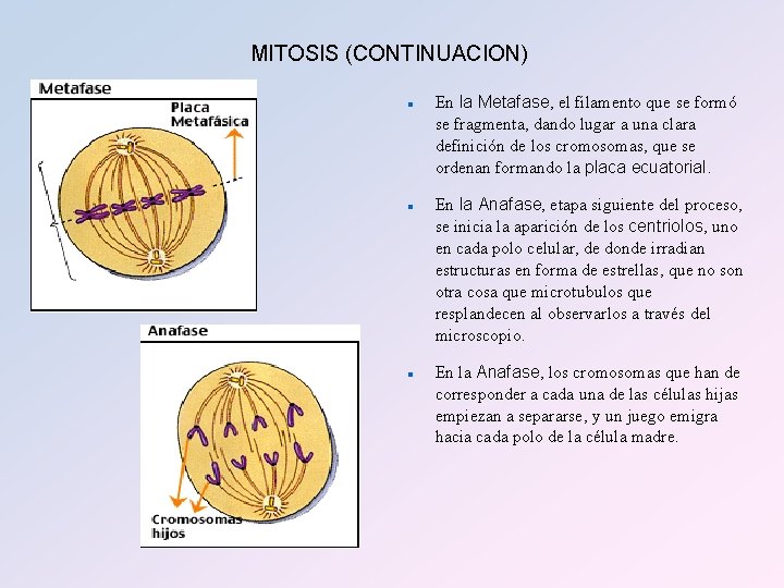 MITOSIS (CONTINUACION) n n n En la Metafase, el filamento que se formó se