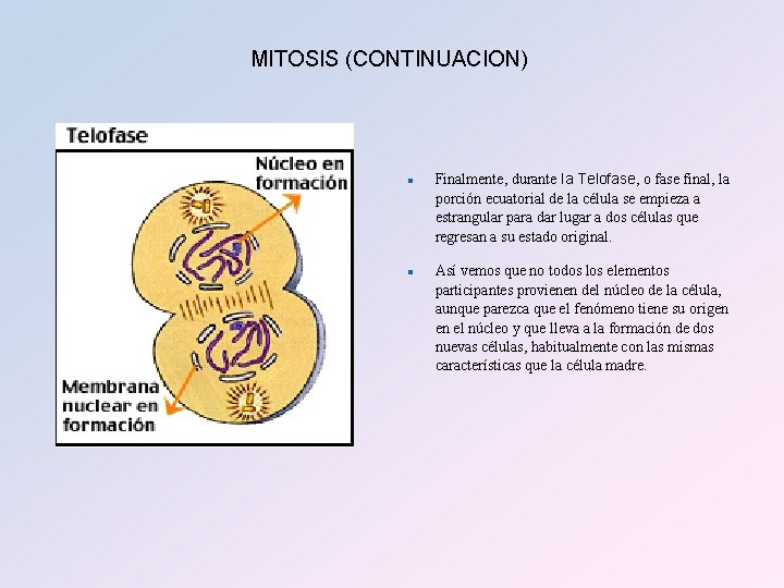 MITOSIS (CONTINUACION) n n Finalmente, durante la Telofase, o fase final, la porción ecuatorial