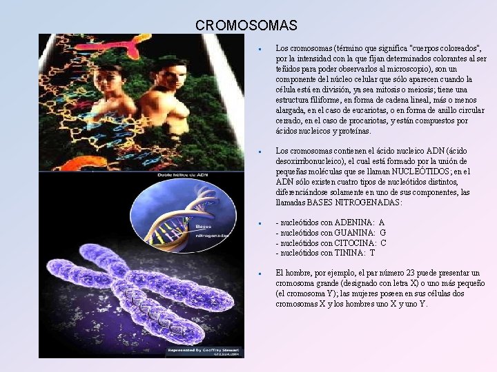 CROMOSOMAS n n Los cromosomas (término que significa "cuerpos coloreados", por la intensidad con