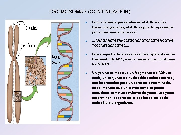 CROMOSOMAS (CONTINUACION) n n Como lo único que cambia en el ADN son las