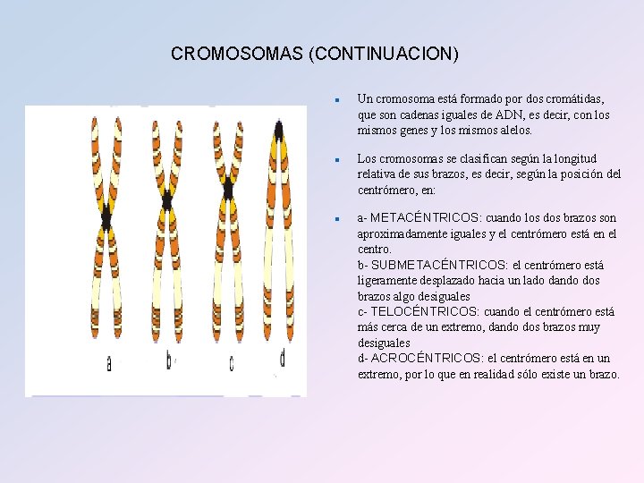 CROMOSOMAS (CONTINUACION) n n n Un cromosoma está formado por dos cromátidas, que son