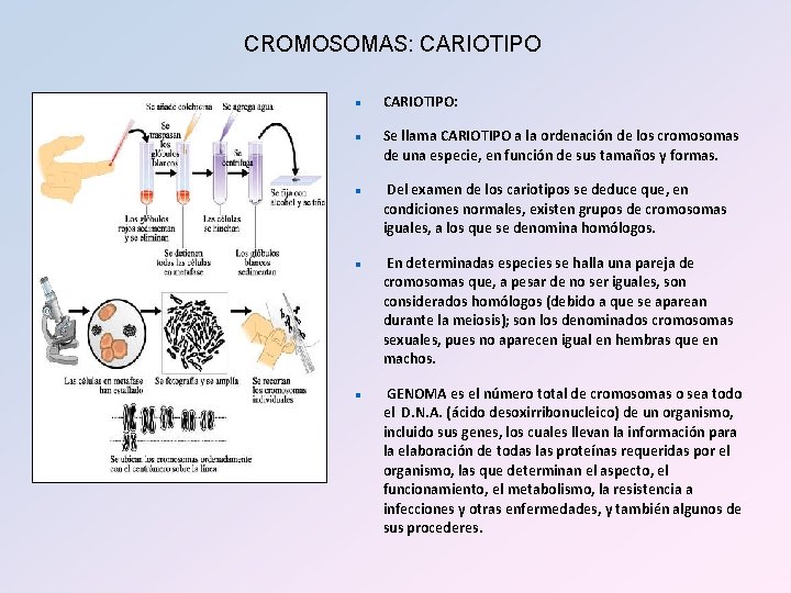 CROMOSOMAS: CARIOTIPO n n n CARIOTIPO: Se llama CARIOTIPO a la ordenación de los