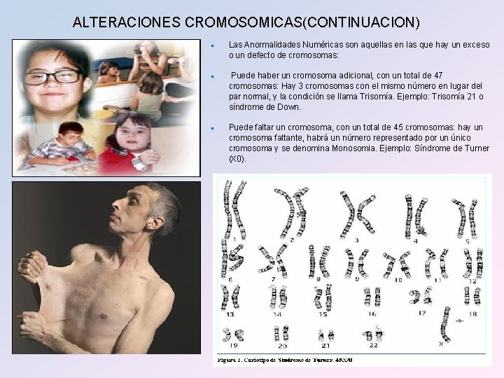 ALTERACIONES CROMOSOMICAS(CONTINUACION) n n n Las Anormalidades Numéricas son aquellas en las que hay