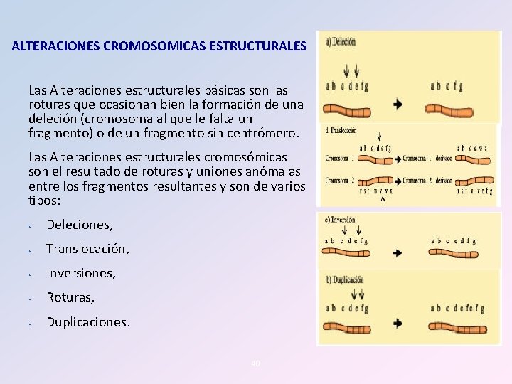 ALTERACIONES CROMOSOMICAS ESTRUCTURALES Las Alteraciones estructurales básicas son las roturas que ocasionan bien la