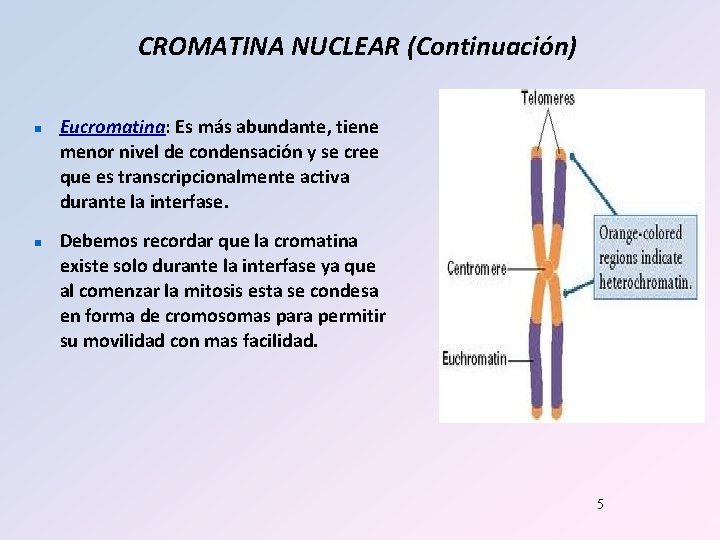 CROMATINA NUCLEAR (Continuación) n n Eucromatina: Es más abundante, tiene menor nivel de condensación