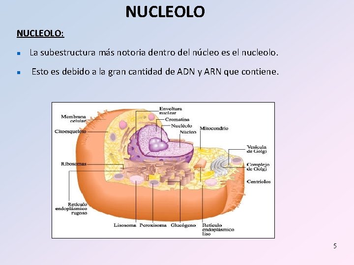 NUCLEOLO: n La subestructura más notoria dentro del núcleo es el nucleolo. n Esto