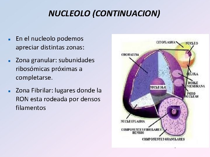 NUCLEOLO (CONTINUACION) n n n En el nucleolo podemos apreciar distintas zonas: Zona granular: