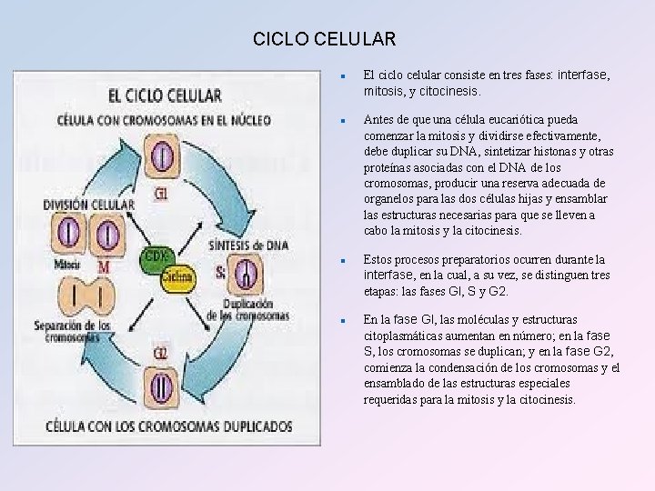 CICLO CELULAR n n El ciclo celular consiste en tres fases: interfase, mitosis, y