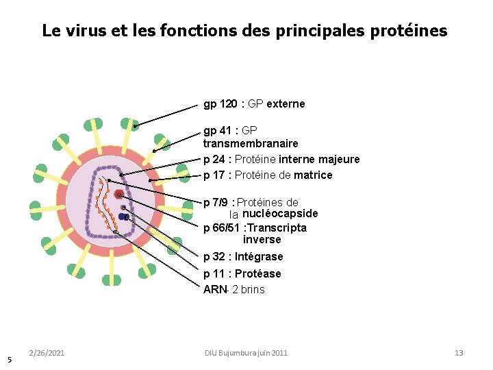 Le virus et les fonctions des principales protéines gp 120 : GP externe gp Le virus et les fonctions des principales protéines gp 120 : GP externe gp