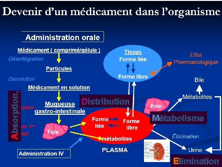 Absorption, Distribution Métabolisme Cours Cotonou 2011 A. Certain Interactions ARV 55 Elimination Absorption, Distribution Métabolisme Cours Cotonou 2011 A. Certain Interactions ARV 55 Elimination