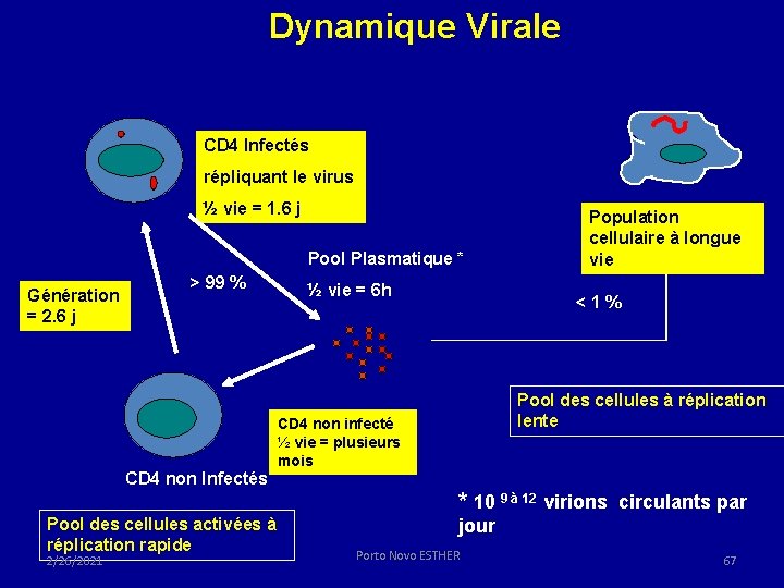 Dynamique Virale CD 4 Infectés répliquant le virus ½ vie = 1. 6 j Dynamique Virale CD 4 Infectés répliquant le virus ½ vie = 1. 6 j