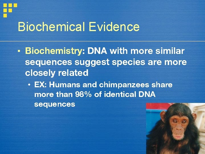 Biochemical Evidence ▪ Biochemistry: DNA with more similar sequences suggest species are more closely