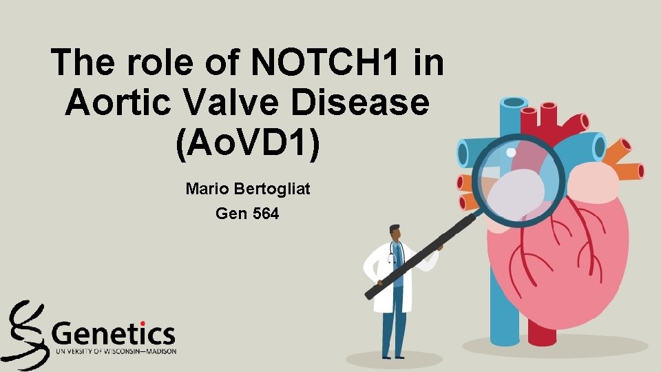 The role of NOTCH 1 in Aortic Valve Disease (Ao. VD 1) Mario Bertogliat