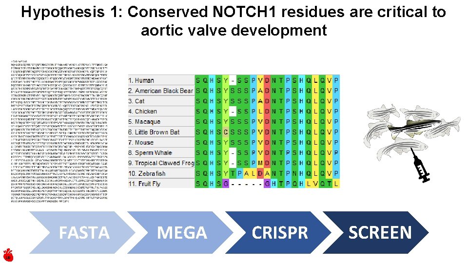 Hypothesis 1: Conserved NOTCH 1 residues are critical to aortic valve development FASTA 10