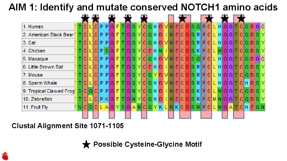 AIM 1: Identify and mutate conserved NOTCH 1 amino acids Clustal Alignment Site 1071