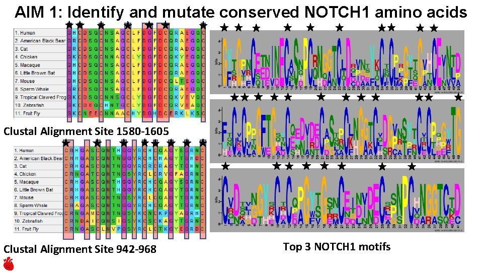 AIM 1: Identify and mutate conserved NOTCH 1 amino acids Clustal Alignment Site 1580