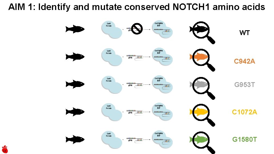 AIM 1: Identify and mutate conserved NOTCH 1 amino acids WT C 942 A