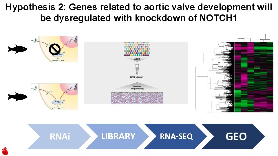 Hypothesis 2: Genes related to aortic valve development will be dysregulated with knockdown of