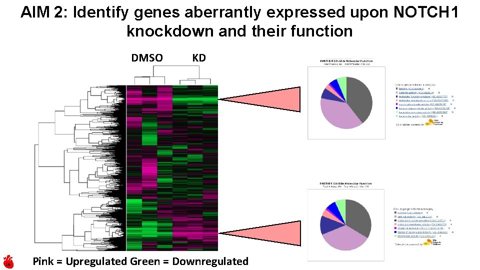 AIM 2: Identify genes aberrantly expressed upon NOTCH 1 knockdown and their function DMSO
