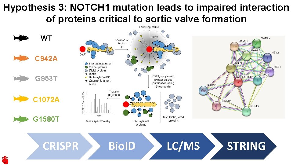 Hypothesis 3: NOTCH 1 mutation leads to impaired interaction of proteins critical to aortic