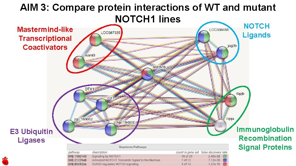 AIM 3: Compare protein interactions of WT and mutant NOTCH 1 lines Mastermind-like Transcriptional
